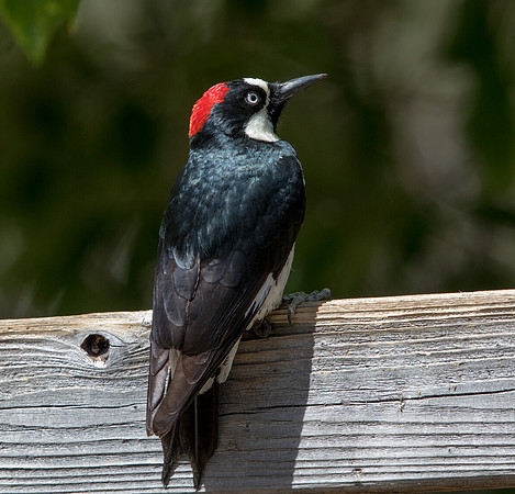 Acorn woodpecker (Melanerpes formicivorus)