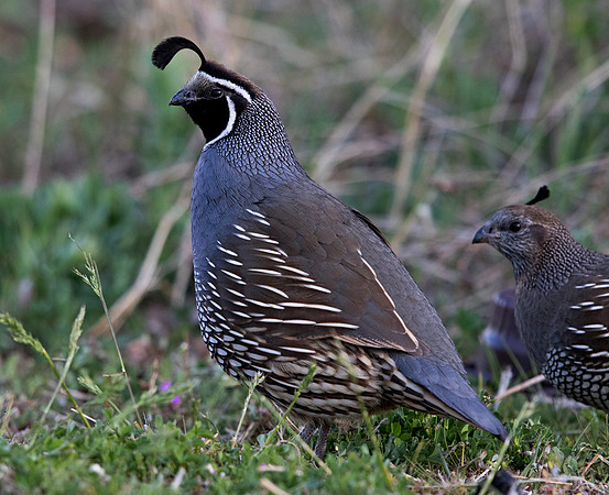 California quail (Callipepla californica) Male