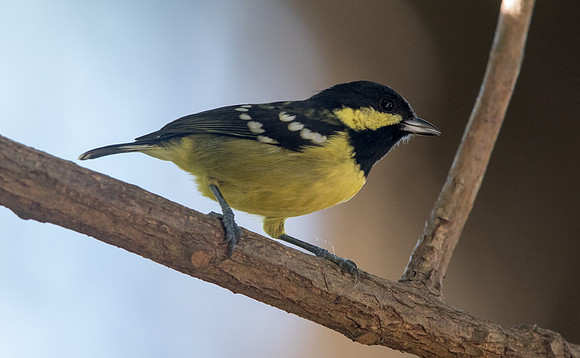 Elegant tit (Periparus elegans)