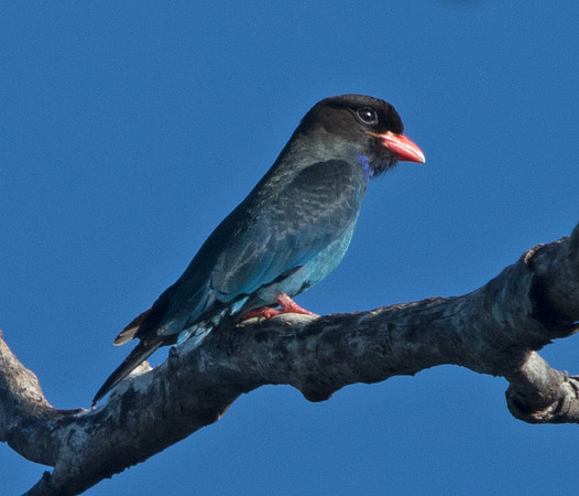 Dollarbird (Eurystomus orientalis)