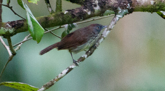 Bold-striped Tit-Babbler (Macronous bornensis)