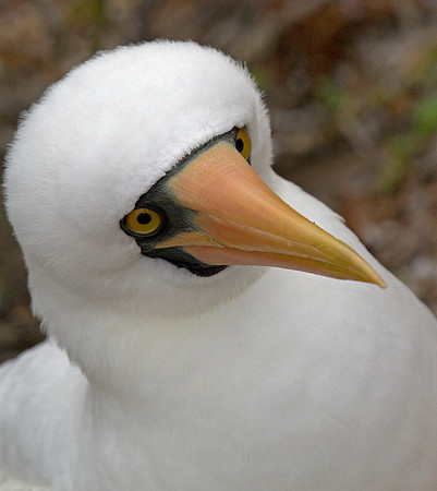 Nazca Booby (Sula granti)