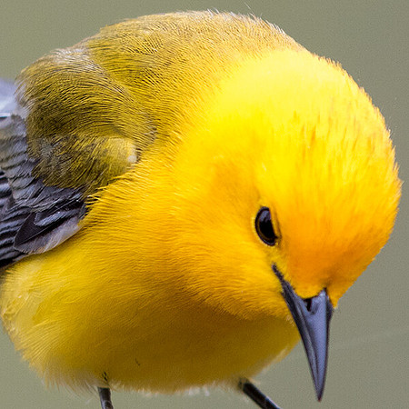 Prothonotary warbler (Protonotaria citrea)