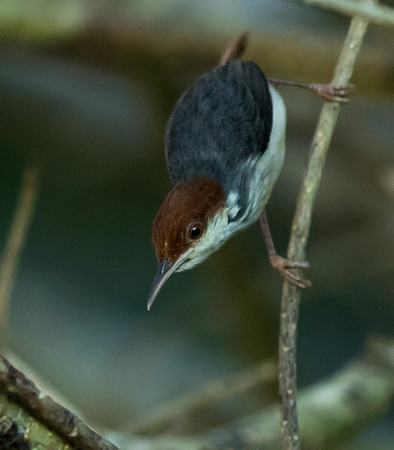 Rufous-tailed tailorbird (Orthotomus sericeus)