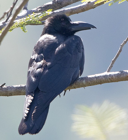 Jungle crow (Corvus macrorhynchos)