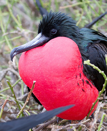 Magnificent Frigatebird (Fregata magnificens)
