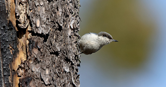 Pygmy nuthatch (Sitta pygmaea)