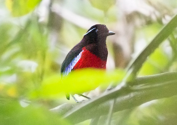 Black-headed pitta (Erythropitta ussheri)