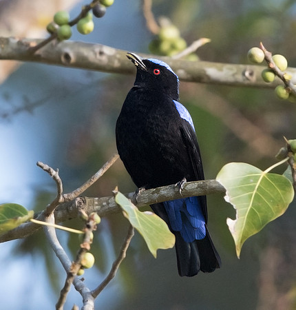 Asian fairy-bluebird (Irena puella) Male