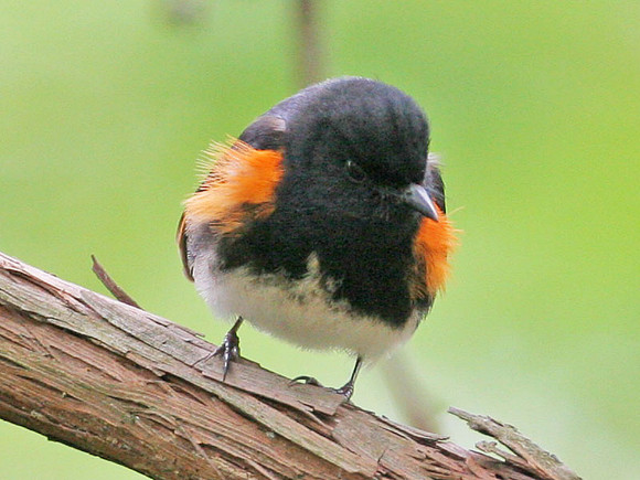 American Redstart (Setophaga ruticilla)
