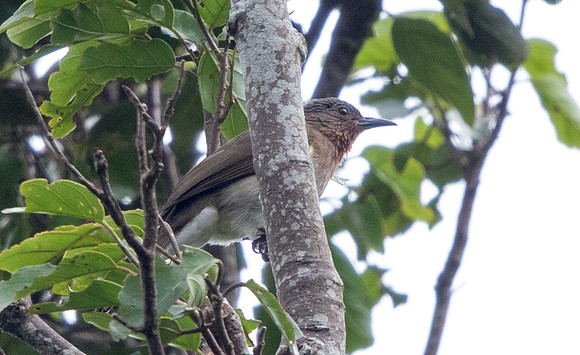 Philippine bulbul (Hypsipetes philippinus)