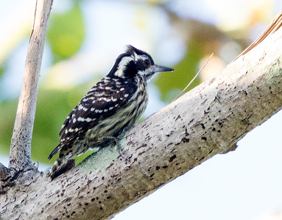 Philippine pygmy woodpecker (Yungipicus maculatus)