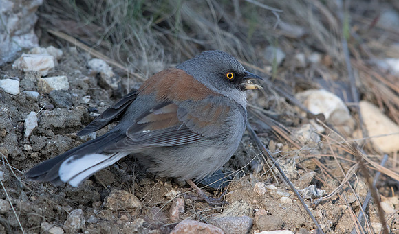 Yellow-eyed junco (Junco phaeonotus)