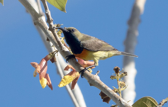 Olive-backed sunbird (Cinnyris jugularis) Male