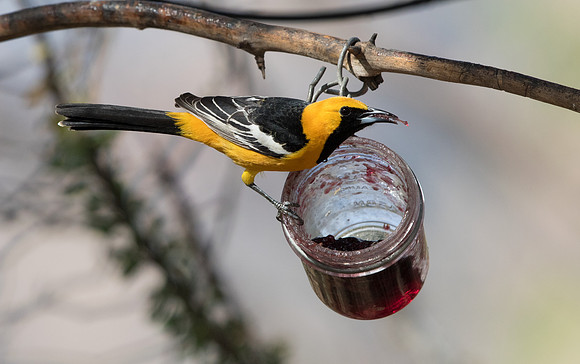 Hooded oriole (Icterus cucullatus) Male