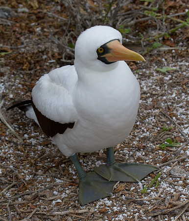 Nazca Booby (Sula granti)