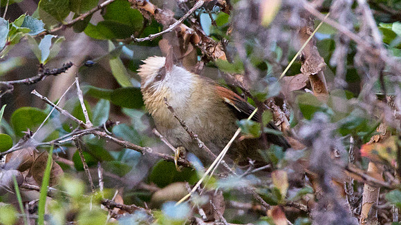 Creamy-crested Spinetail (Cranioleuca albicapilla)