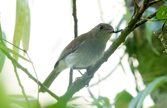 Green-backed whistler (Pachycephala albiventris)