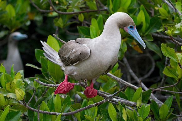 Red-footed Booby (Sula sula)