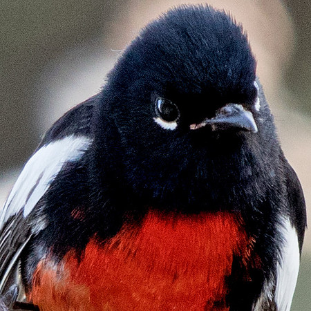 Painted whitestart (Myioborus pictus)