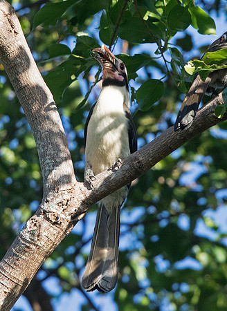 Luzon hornbill (Penelopides manillae)