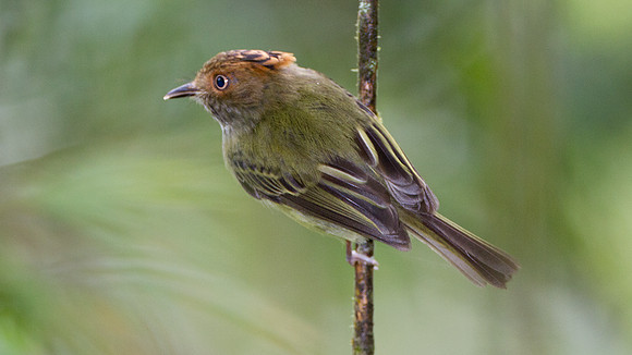 Scale-crested Pygmy Tyrant (Lophotriccus pileatus)