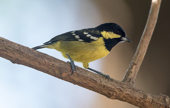 Elegant tit (Periparus elegans)
