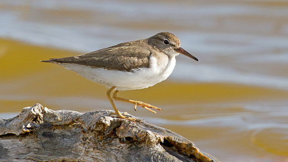 Spotted Sandpiper (Actitis macularius)