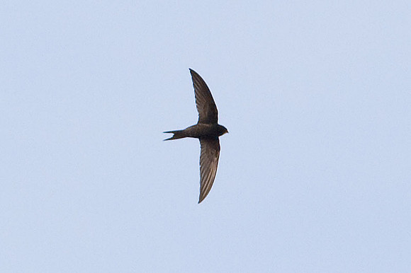 swift-unknown-IMG_2753-swift
