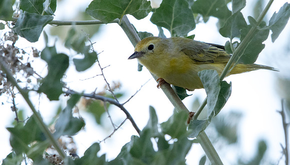 Yellow Warbler (Setophaga petechia)