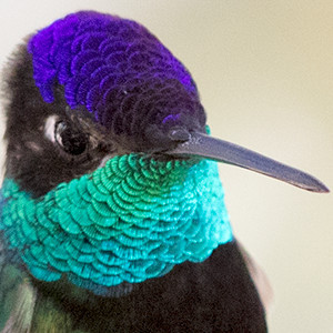 Magnificent hummingbird (Eugenes fulgens)
