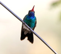 Broad-billed hummingbird (Cynanthus latirostris) Male