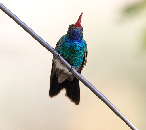 Broad-billed hummingbird (Cynanthus latirostris) Male