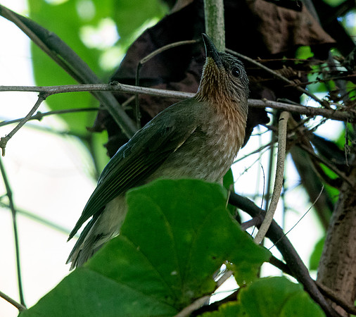 Philippine bulbul (Hypsipetes philippinus)