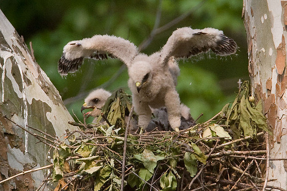 Red-shouldered Hawk (Buteo lineatus) juvenile