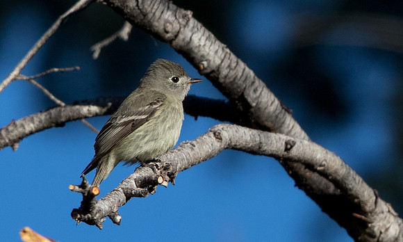 Hammond's flycatcher (Empidonax hammondii)