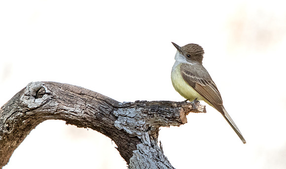 Dusky-capped flycatcher (Myiarchus tuberculifer)