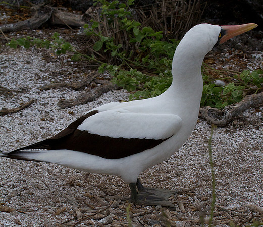 Nazca Booby (Sula granti)