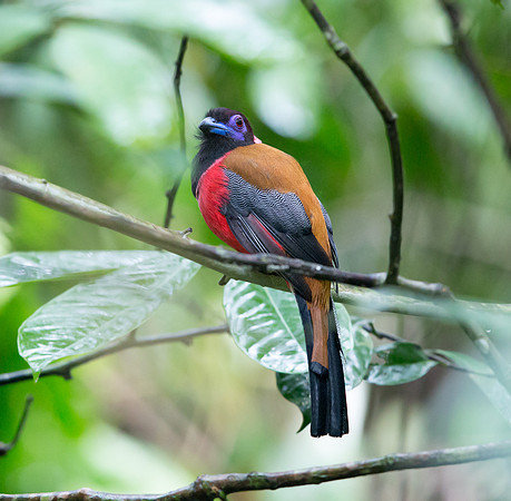Diard's trogon (Harpactes diardii) Male