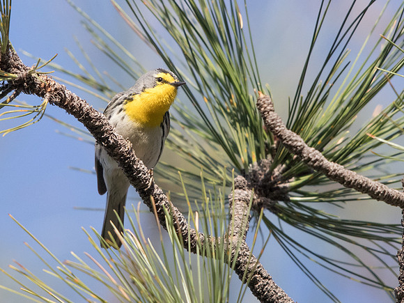 Grace's warbler (Setophaga graciae)