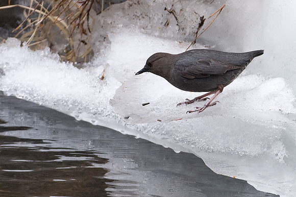 American Dipper (Cinclus mexicanus)