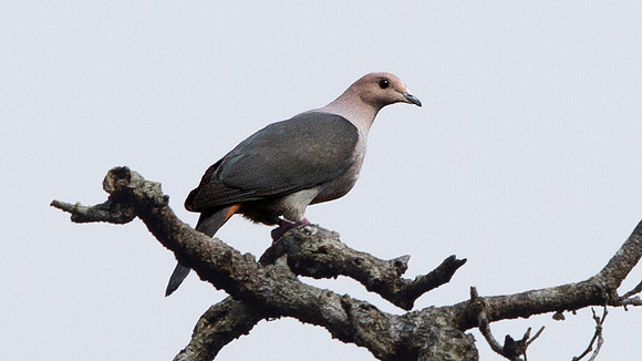 Dark-backed imperial pigeon (Ducula lacernulata)