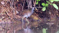 Sora (Porzana carolina)