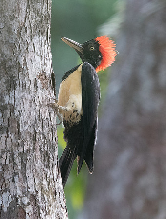 White-bellied woodpecker (Dryocopus javensis)