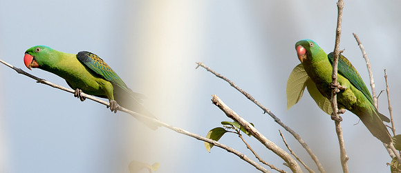 Blue-naped parrot (Tanygnathus lucionensis)
