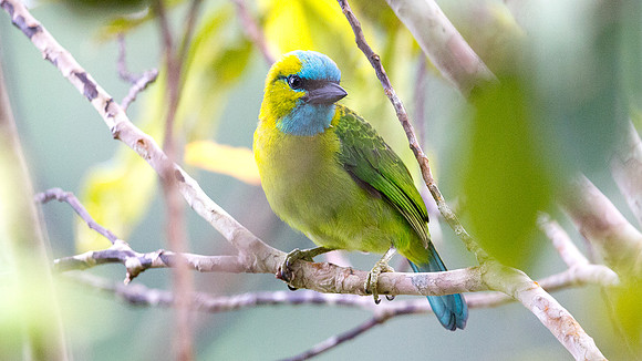 Golden-naped Barbet (Megalaima pulcherrima)