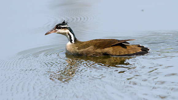 Sungrebe (Heliornis fulica)