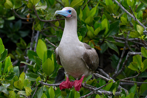 Red-footed Booby (Sula sula)