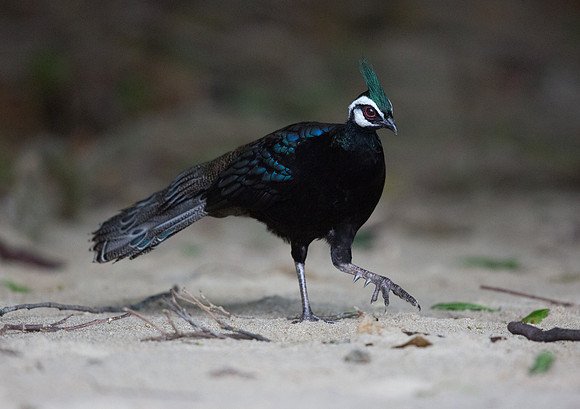 Palawan peacock-pheasant (Polyplectron napoleonis) Male