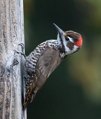 Arizona woodpecker (Leuconotopicus arizonae) Male